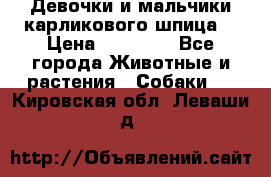 Девочки и мальчики карликового шпица  › Цена ­ 20 000 - Все города Животные и растения » Собаки   . Кировская обл.,Леваши д.